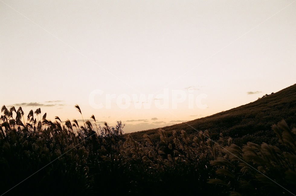 갈대,갈대밭,뷰,plant,식물,grass,잔디,야경,노을,저적,풍경,하늘,구름