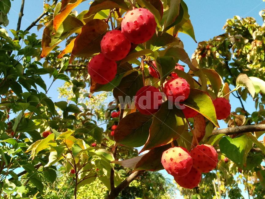 식물,열매,과일,나무,산딸나무,붉은열매,fruit,plant,과일,열매,fruit