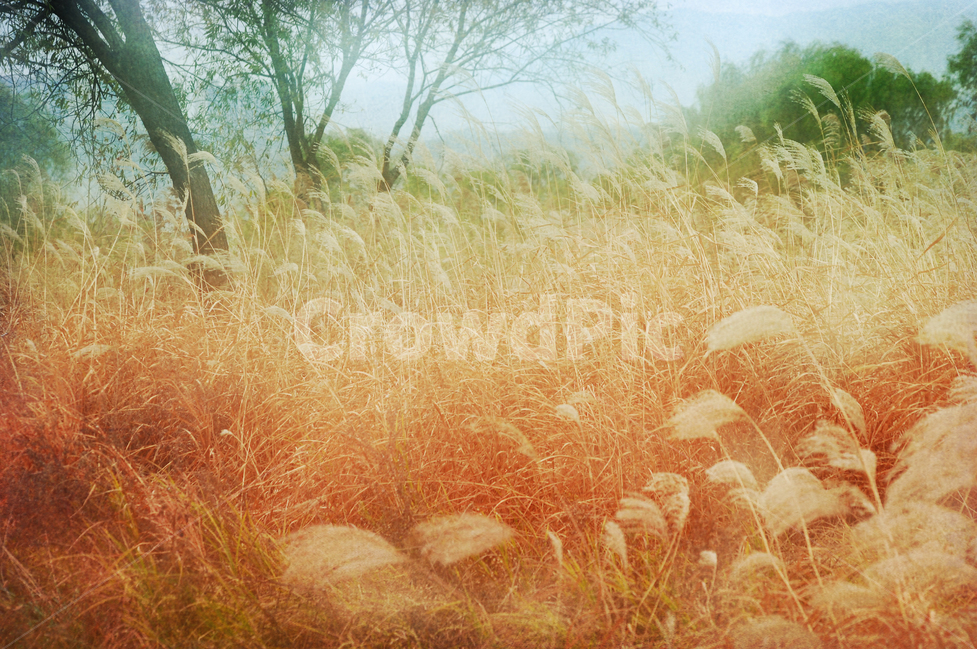 억새밭,들녘,안개,빈티지,감성,텍스쳐,background,texture,old,배경,백그라운드,바탕화면,분위기,올드,앤틱,레트로,feeling,emotion,sensible,vintage,표면,질감,부식,세월,어제,yesterday,antique,retro,느낌,오래된,복고풍,갈색,브라운,brown,sepia,바람,가을이미지,autumn,fall,시즌,계절,몽환적,꿈속,가을,계절,fall,autumn,season,식물,자연,plants,nature,grass,잔디,plant,lawn