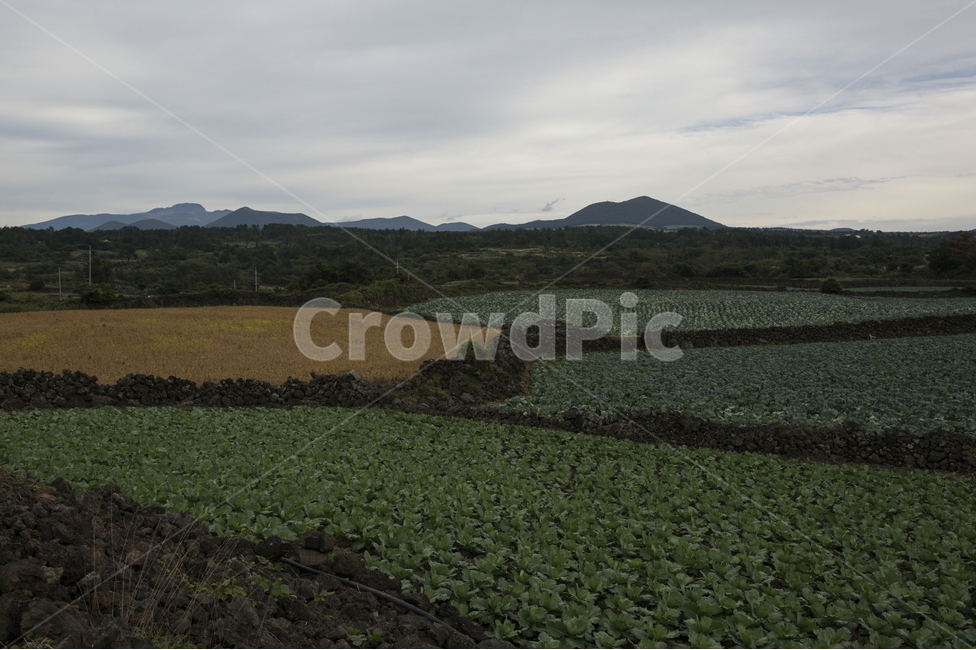 한라산,제주,돌담,돌담밭,구좌읍,구좌돌담밭,밭담,자연,풍경,nature,landscape,한국자연풍경,한국자연경관,korea nature landscape,제주도,jeju,jeju island,outdoors,옥외