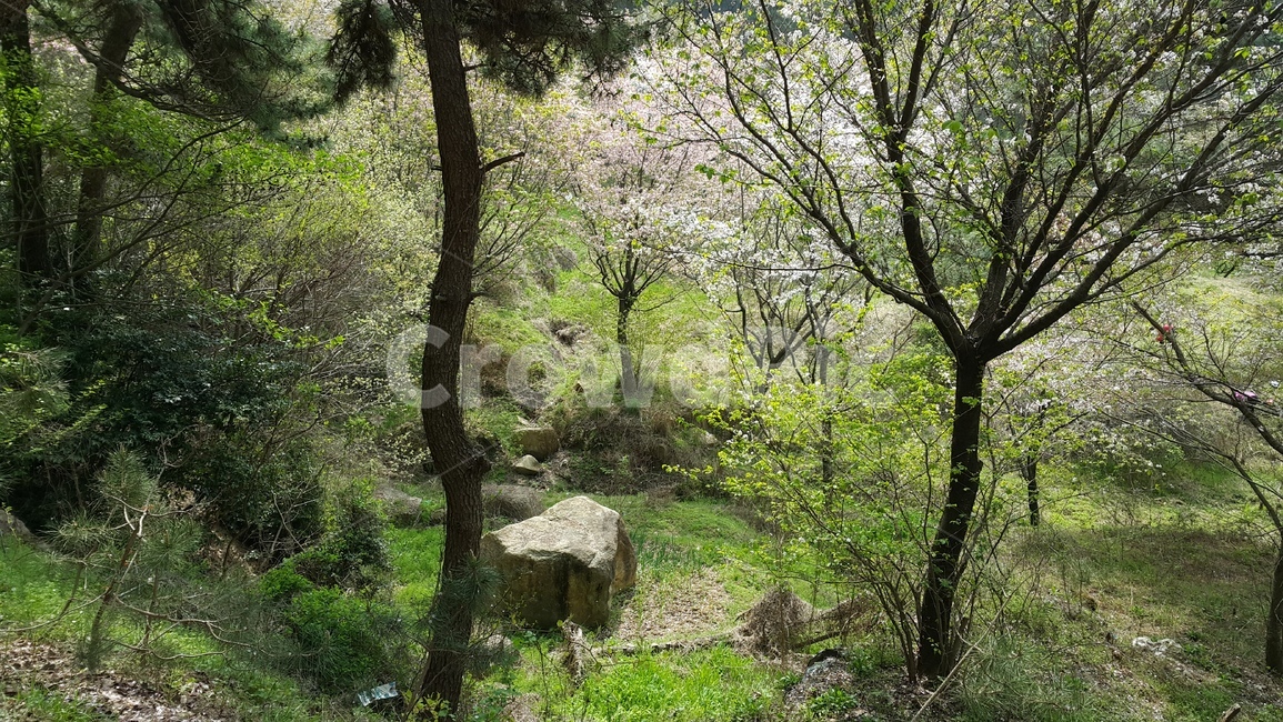 숲,식물,나무,산,forest,자연,풍경,nature,landscape,ground,바닥,tree,plant,tree trunk,나무 줄기