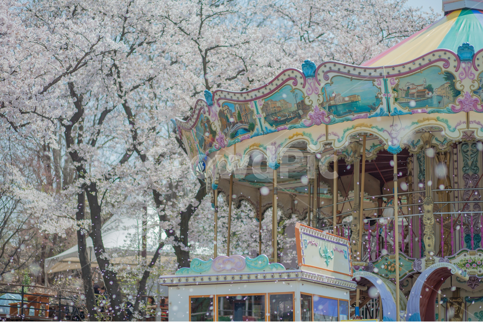 회전목마,벚꽃,풍경,봄,분홍,휘날림,봄,계절,spring,season,놀이공원,놀이동산,놀이터,amusement park,playground