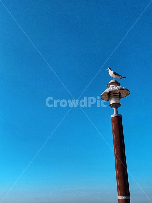 바다,갈매기,가로등,하늘,파란색,새,bird
