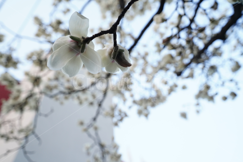 봄,봄꽃,목련,계절,봄날,꽃,플라워,나무,화이트,흰색,느낌,감성,색감,white,생명,식물,생물,식물,자연,plants,nature,꽃,flower