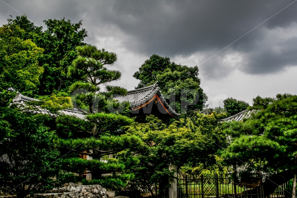 일본,교토,니조조,문화재,세게문화유산,풍경,정원,해외,외국,세계,foreign,oversea,world,랜드마크,landmark,tourist attraction