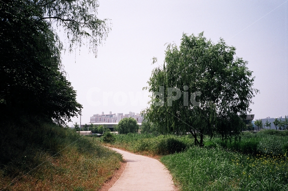 나무,자연,길,도시,nature,식물,tree,plant,city,필름,필름사진,film
