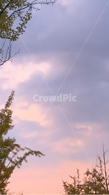 하늘,노을,나무,자연,구름,일몰,자연,풍경,nature,landscape