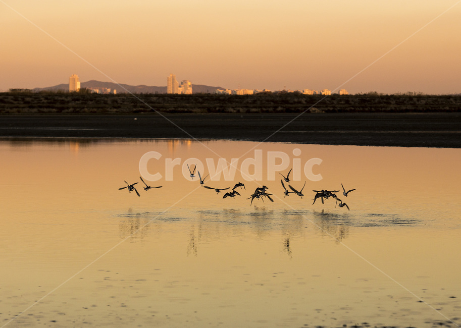 animal,동물,bird,새,노을,철새,동물,animal,조류,새,birds