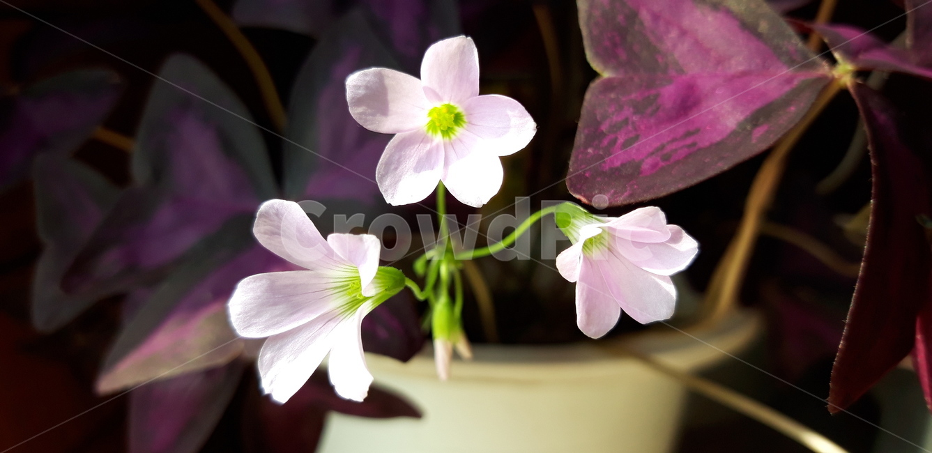 꽃,식물,plant,flower,화분,pollen,화초,사랑초,사랑꽃,사랑,보라잎,하트잎,핑크꽃,하늘하늘,다섯꽃잎,꽃잎,자연,살아있는,강인한꽃,강한꽃,강한화분,강한화초