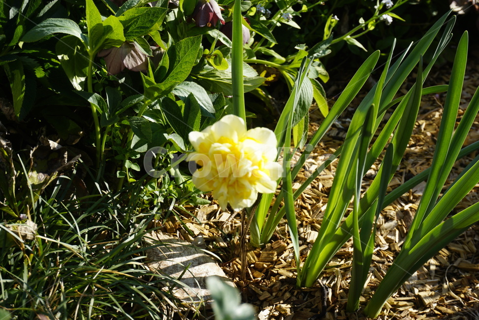 꽃,봄,식물,햇살,자연,식물,자연,plants,nature,꽃,flower