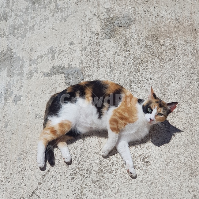 고양이,길냥이,길고양이,나른한오후,나른함,뒹굴뒹굴,동물,animal,포유류,mammal,고양이,cat,kitten,kitty