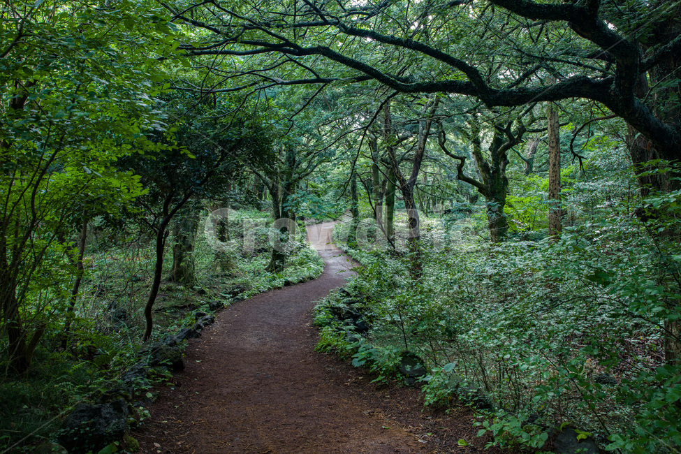 나무줄기,식물,나무,tree,숲,비자림,제주도,초록,산청,자연,풍경,nature,landscape,한국자연풍경,한국자연경관,korea nature landscape