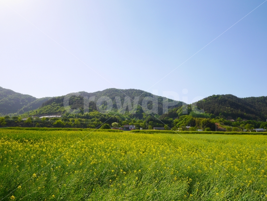풍경,시골,유채꽃,봄,진안군,사진,감성,자연,풍경,nature,landscape,한국자연풍경,한국자연경관,korea nature landscape,시골,마을,country,rural,town,grassland,목초지,field,들,outdoors,옥외