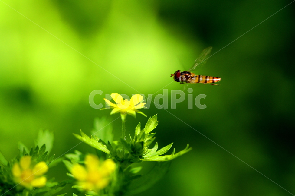식물,꽃,동물,곤충,벌,식물,자연,plants,nature,꽃,flower,동물,animal,곤충,벌레,insect,bug
