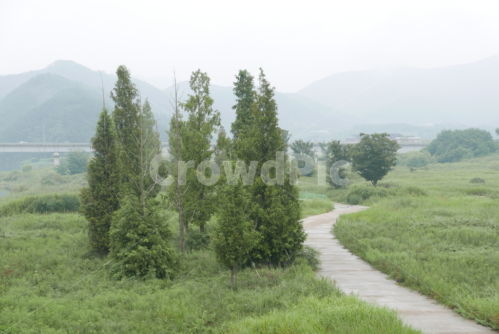식물,초원,나무,공원,길,plant,tree,way,자연,풍경,nature,landscape,나무,trees,wood,fir,전나무