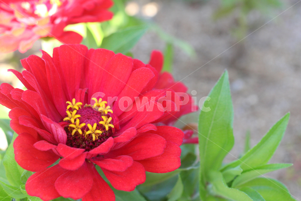 꽃,빨간꽃,꽃봉오리,화단,꽃밭,식물,자연,plants,nature,꽃,flower