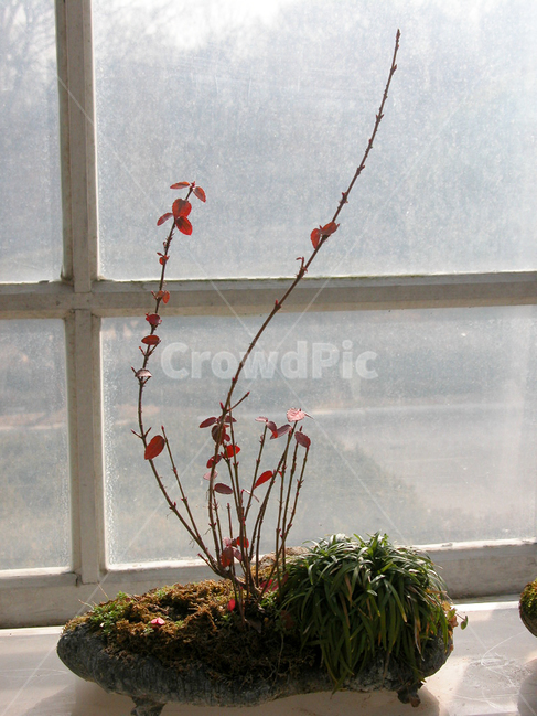 관상,화초,화분,식물원,꽃,식물,자연,plants,nature,실내용화초,화분,화초,house plant,인테리어,실내디자인,interior design