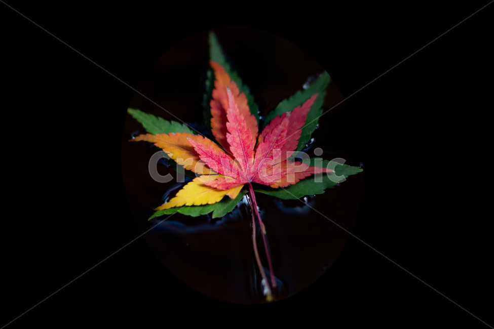 나뭇잎,단풍,빨강,초록,노랑,색,가을,낙엽,가을,계절,fall,autumn,season,leaf,잎,plant,식물