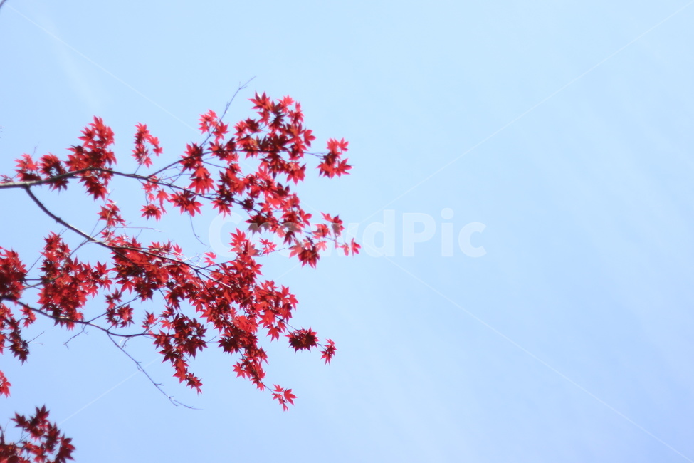 홍단풍,자주,구름,봄,파랑,가을,계절,fall,autumn,season,식물,자연,plants,nature,plant,leaf,잎,blossom,꽃,flower,petal,꽃잎