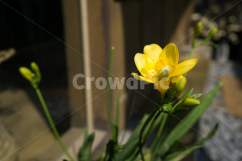 자연,봄,꽃,꽃잎,아름다움,식물,자연,plants,nature,꽃,flower