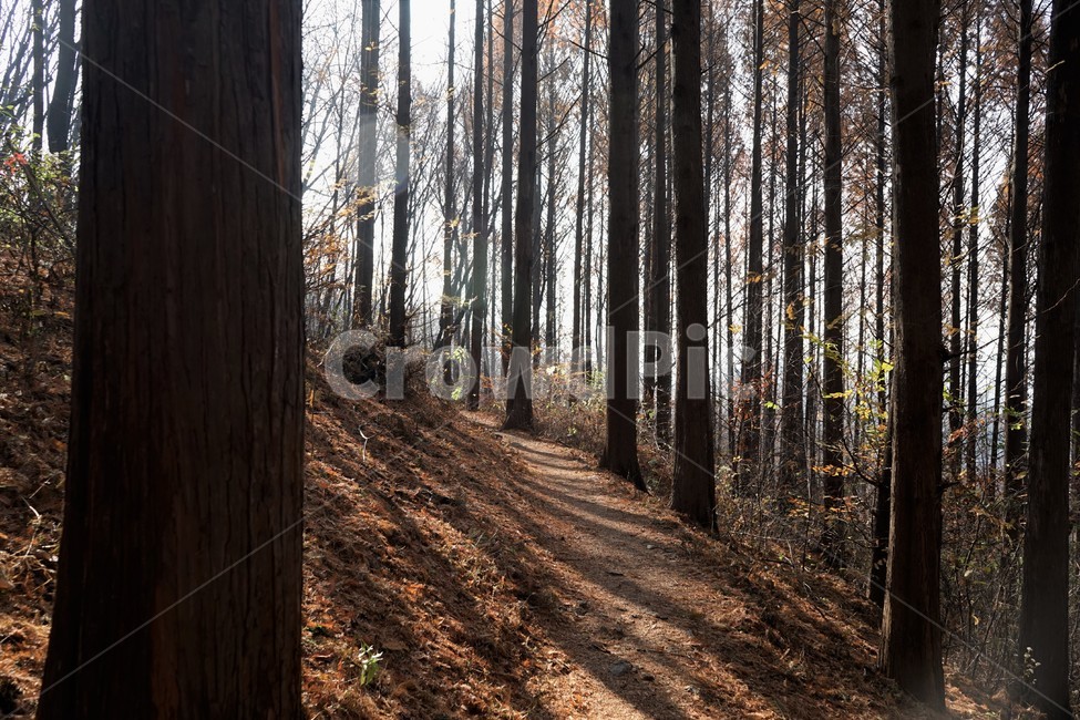 메타세콰이어,숲,산행,초겨울,자연,나무,nature,forest,earlywinter,metasequoia,woods,trail,fall,walkway,trees,season,stroll,park,sunshine,그림자,shadow,식물,자연,plants,nature,나무,trees,wood