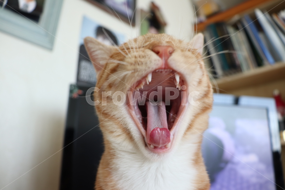 고양이,하품,고양이하품,반려묘,코숏,치즈코숏,코리아숏헤어,캣초딩,애기고양이,새끼고양이,반려동물,동물,cat,cats,동물,animal,포유류,mammal,고양이,cat,kitten,kitty
