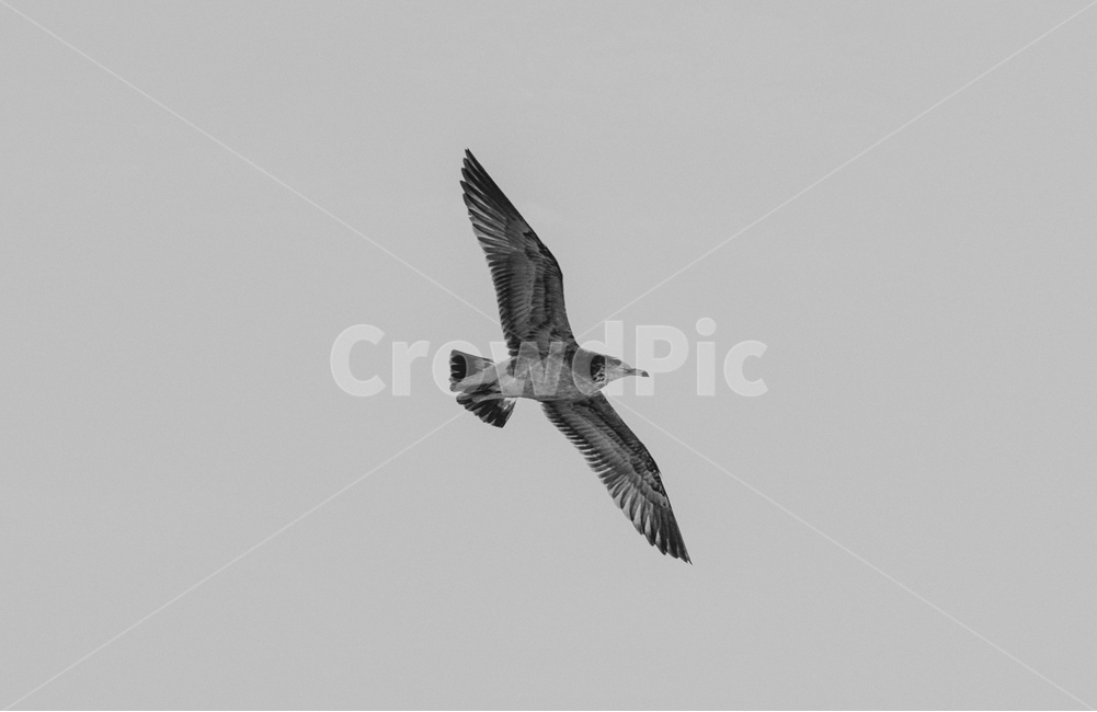 갈매기,흑백,비행,새,bird,동물,비상,animal,flying,모노톤,blackandwhite,조류,날개,감성사진