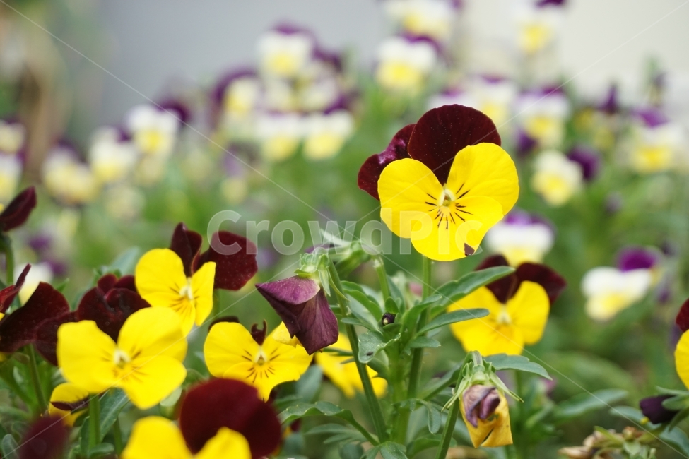꽃,펜지,화단,자연,펜지꽃,식물,자연,plants,nature,꽃,flower