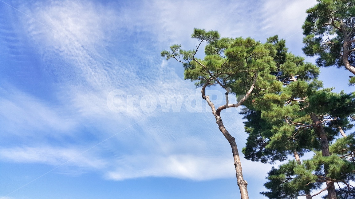하늘,나무,구름,소나무,초록,자연,풍경,nature,landscape,푸른하늘,맑은하늘,파란,푸른,파랑,푸름,맑음,날씨,식물,trees,wood,plants
