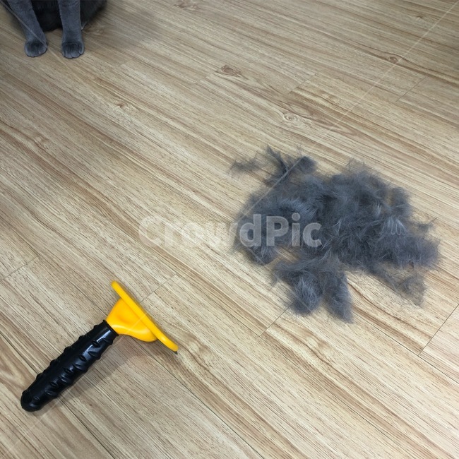 고양이,냥이,러시안블루,털갈이,빗질,털빠짐,귀여움,묘,동물,animal,포유류,mammal,고양이,cat,kitten,kitty