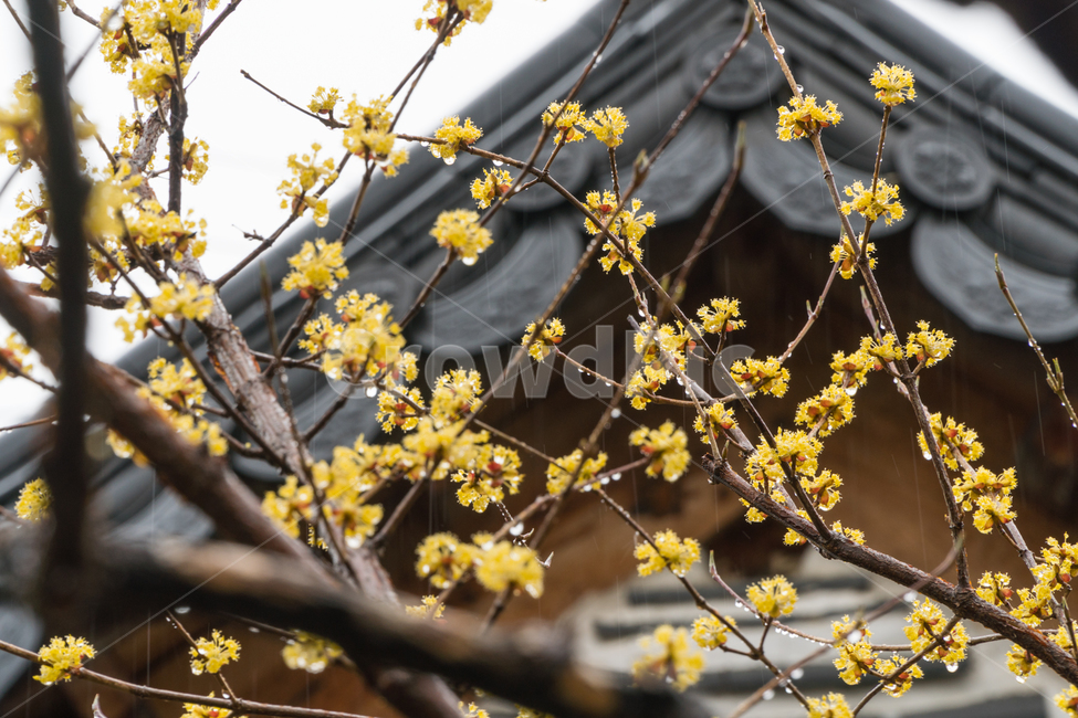 산수유,봄,꽃,나무,줄기,꽃잎,봄,계절,spring,season,한국전통,한국문화,korean traditional,korean culture,식물,자연,plants,nature,꽃,flower,비,비오는날,rain,rainy,plant