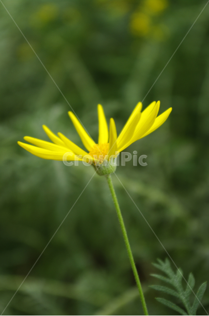 꽃,식물,flower,plant,디모르포세카,식물,자연,plants,nature,꽃,flower
