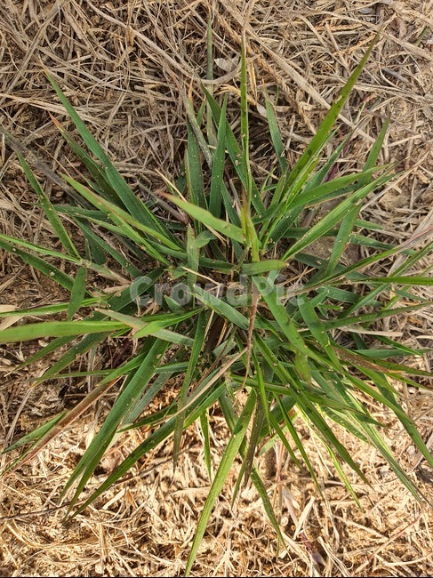 잔디,가을,홀로서기,강인함,화초,식물,식물,자연,plants,nature