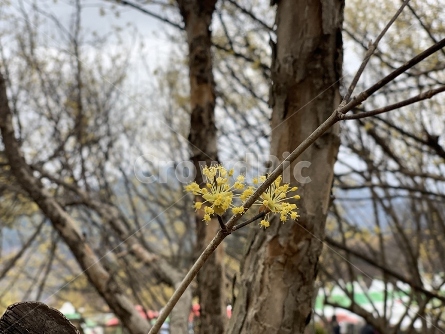산수유,산수유축제,구례,꽃축제,봄축제