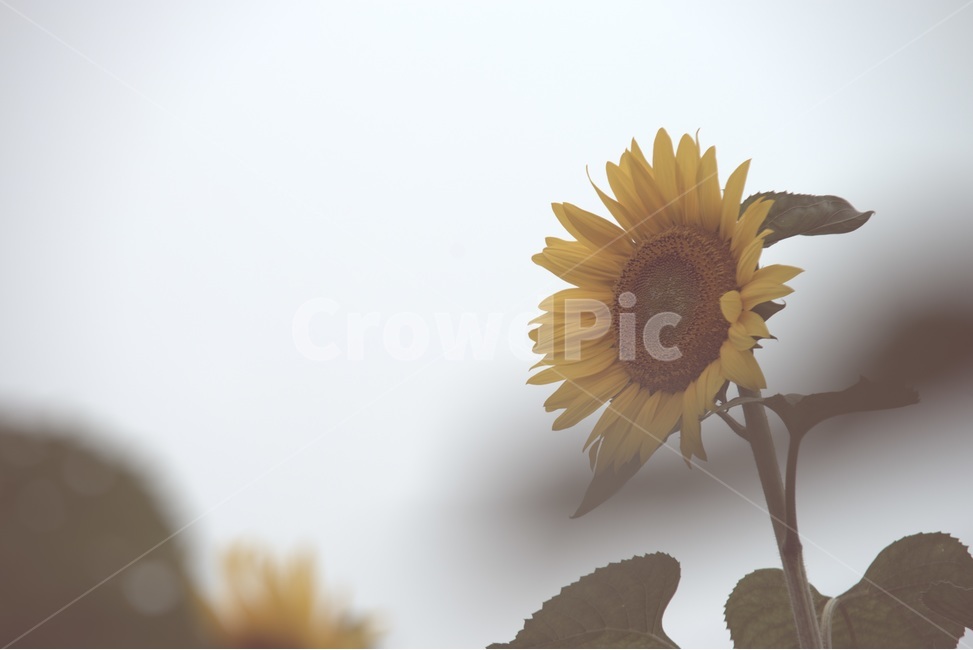 sunflower,가을,외로움,해바라기,쓸쓸함,찬바람,공원,가을,계절,fall,autumn,season,식물,자연,plants,nature,꽃,flower,감성,sensible,feeling,plant