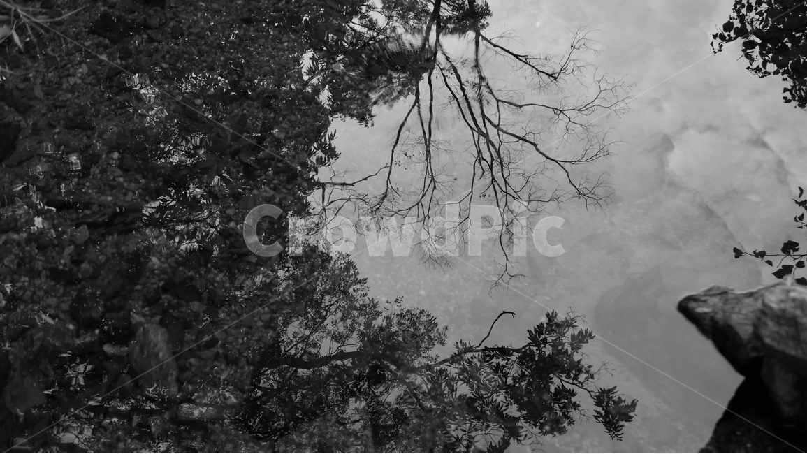나무,투영,계곡,물과나무,자연,자연,풍경,nature,landscape,흑백,모노톤,monochrome,black and white