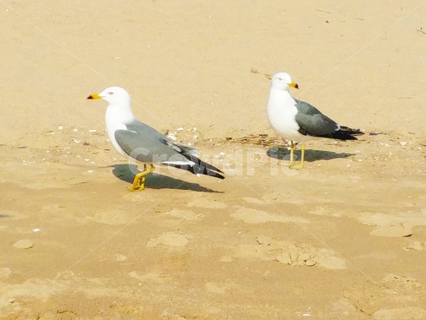 갈매기,새,해변,두마리,모래