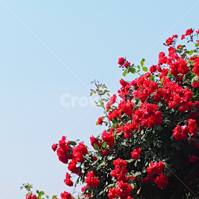 장미,빨간장미,분홍장미,꽃,rose