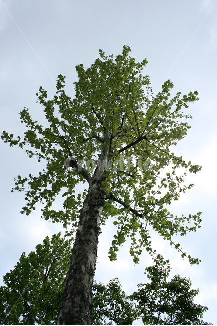 식물,나무,하늘,잎,구름,식물,자연,plants,nature,나무,trees,wood