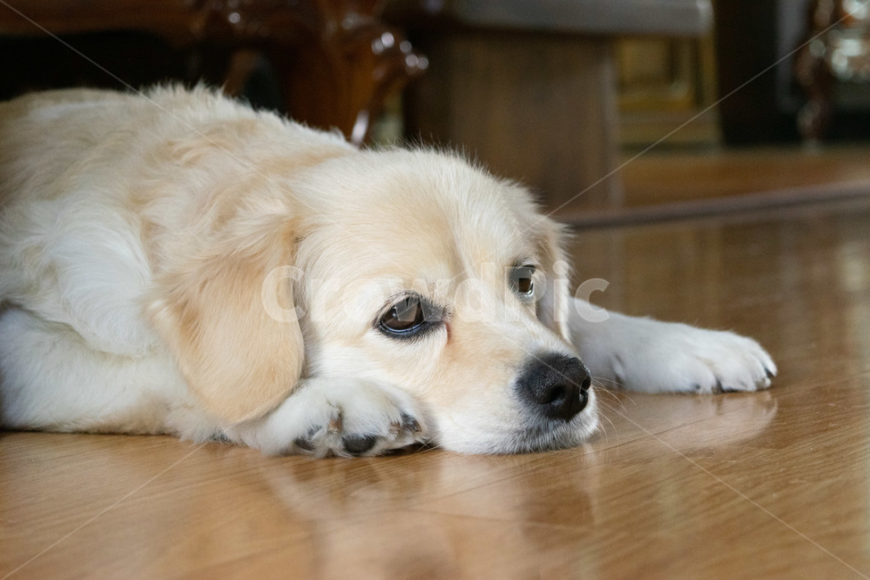 강아지,개,졸린강아지,자는강아지,실내강아지