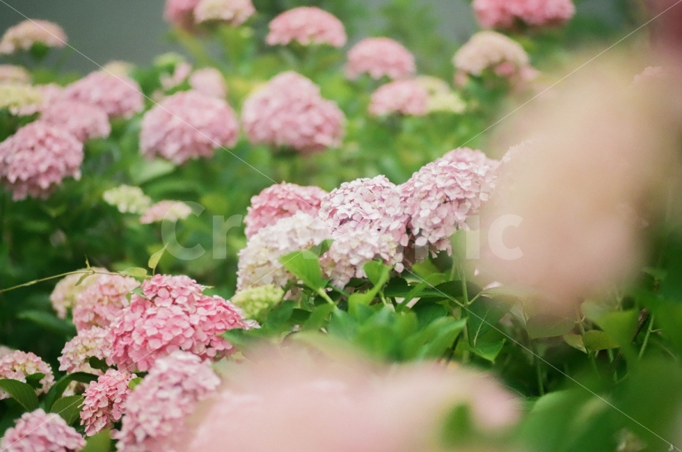 수국,꽃,필름사진,빈티지,부산,식물,자연,plants,nature,꽃,flower,감성,sensible,feeling