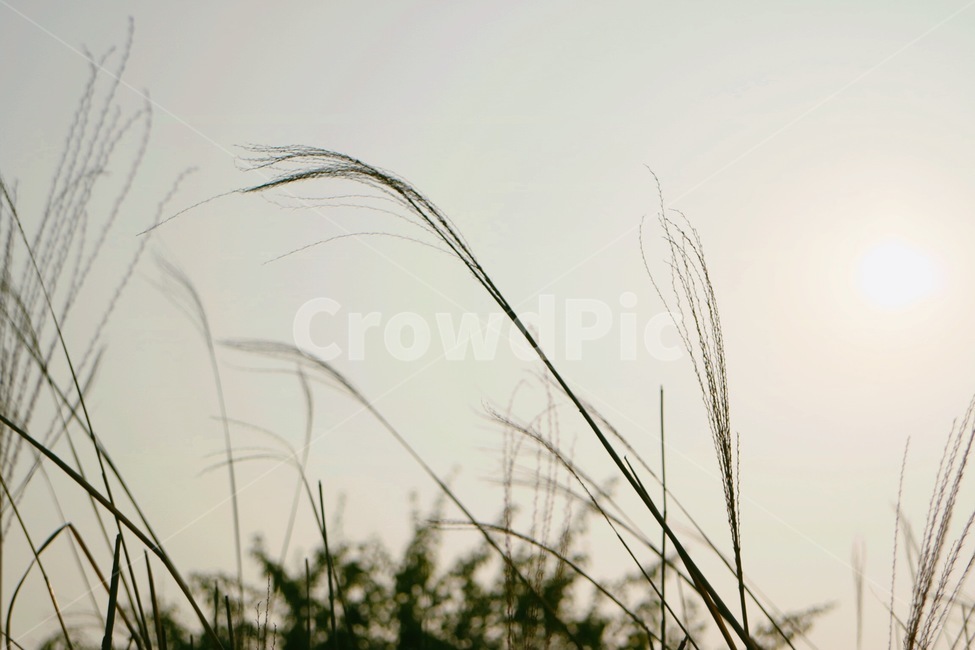 reed,갈대,식물,가을,가을감성