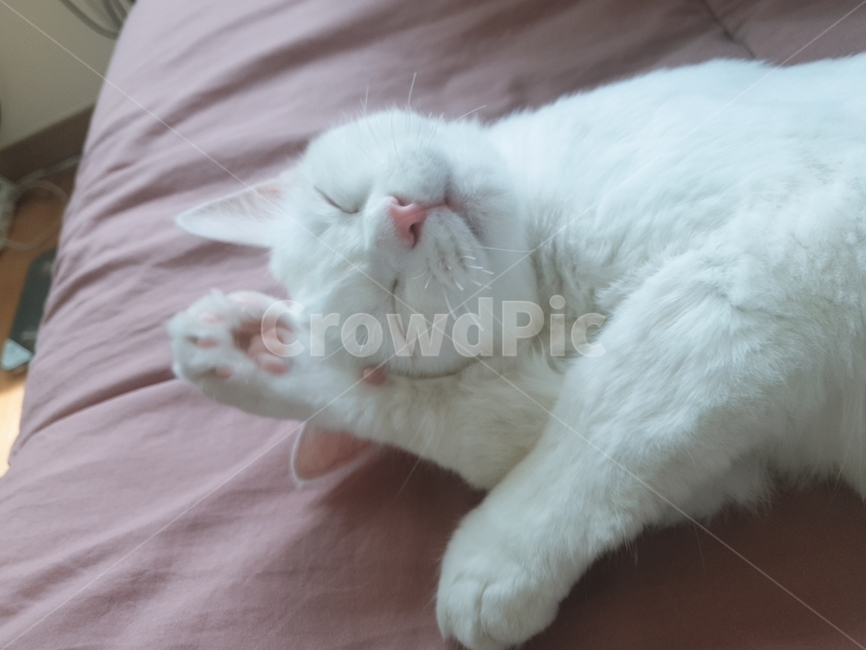 cat,고양이,하얀고양이,애완동물,오드아이,자는고앙이,동물,animal,포유류,mammal,고양이,cat,kitten,kitty