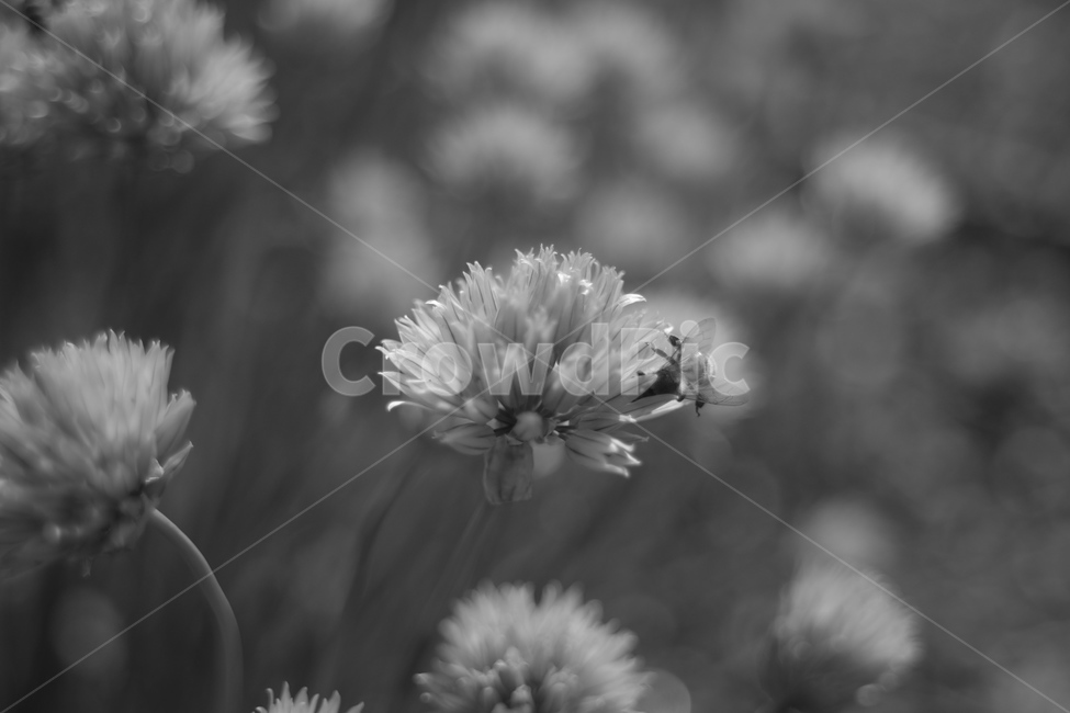 흑백사진,모노그램,벌이열심히일하는중,꽃사진,flower,식물,자연,plants,nature,꽃,flower,동물,animal,곤충,벌레,insect,bug,흑백,모노톤,monochrome,black and white