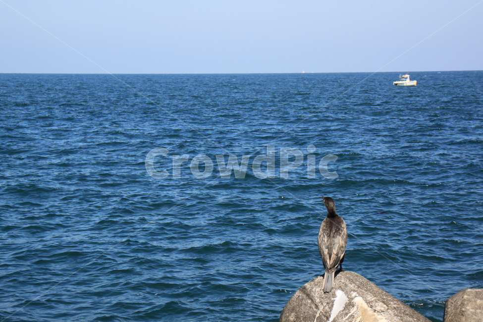 산책,바다,테트라,선박,물새,새,푸른,여유로움,waterfowl