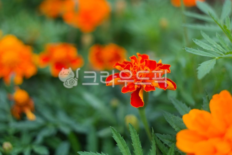 Cheonsu Guk,beauty,gardening,botany,flowering,Orange,summer,horticulture,beautiful,petal,orangecolor,green,nature,flower,blooming,marigold,Asteraceae,plant,mansu guk,garden