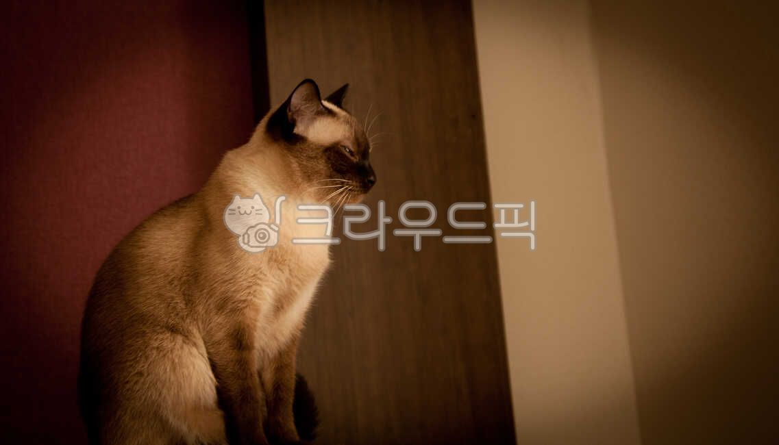 speculation,Siamese,siamese cat,Pets,cat,animal,nap,mammalia,pet