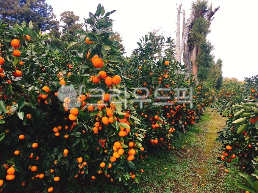 citrusfruit, 감귤류과일, 과일, 음식, food, 사진,이미지,일러스트,캘리그라피 - SJ290000작가