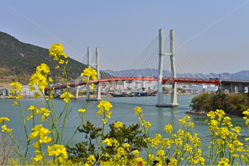 경남,남해,창선,삼천포,창선대교,삼천포대교,유채꽃,봄,계절,봄꽃,plant,식물,blossom,flower,꽃,building,건물