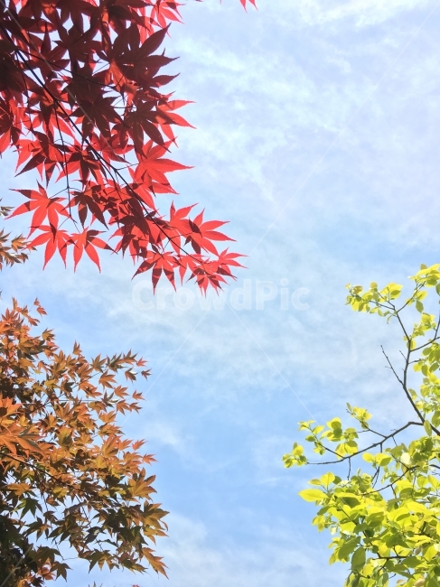 단풍,하늘,가을,풍경,landscape,autumn,가을,계절,fall,autumn,season,식물,자연,plants,nature,leaf,잎,plant,tree,나무